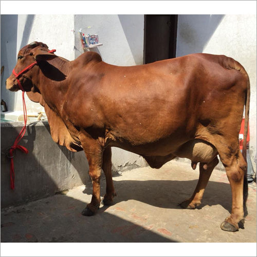 Sahiwal Cow