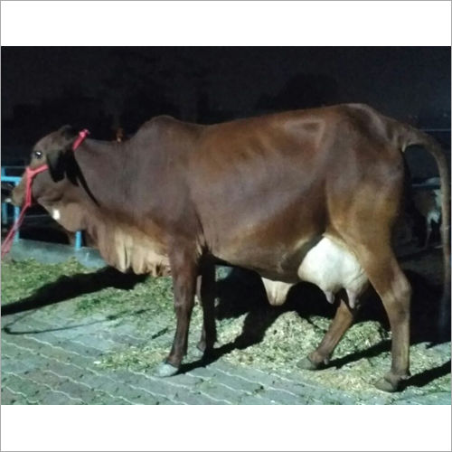 High Yield Sahiwal Cow