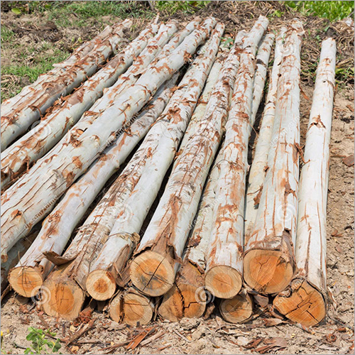 Eucalyptus Wood Log