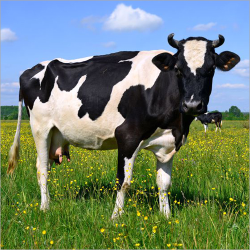 Indian Hf Cow