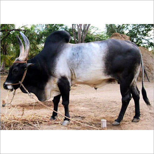 Indian Kangayam Bull