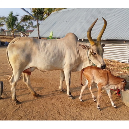 Indian Kangayam Cow With Calf