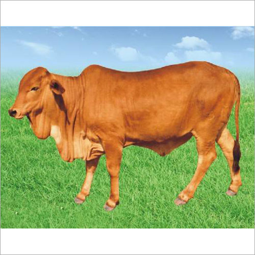 Sahiwal Breed Cow