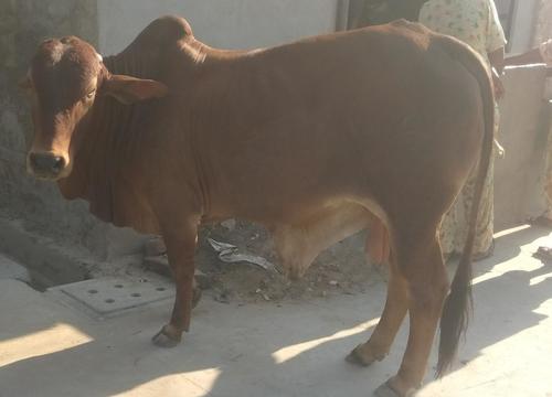 Pure Sahiwal Bull Pure Sahiwal Bull