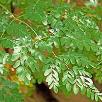 Moringa Fresh Green Leaves