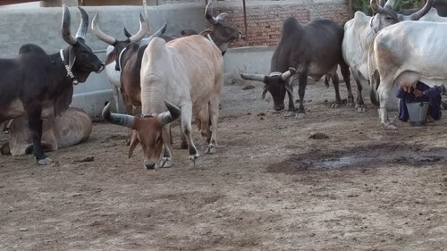 Pure Kankrej Cow Pure Kankrej Cow