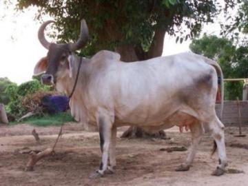 Desi Kankrej Cow Desi Kankrej Cow