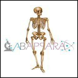 Human Skeleton Labappara