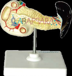 Spleen Model Labappara - Fibre Glass Construction, 10"x15", 12"x16", 16"x24" Size Options | Detailed Pancreas and Spleen Anatomy, Open Pancreatic Duct