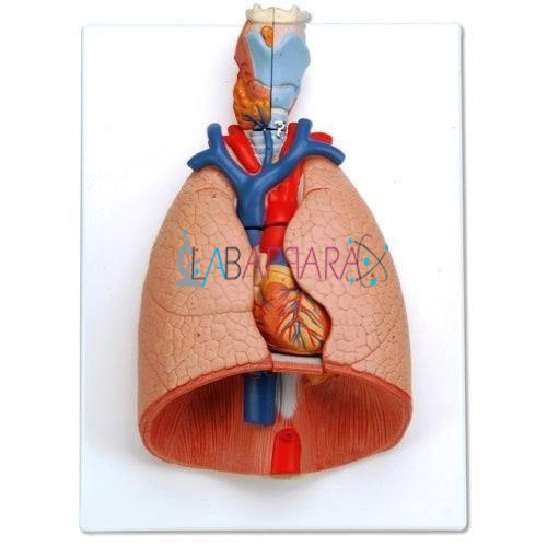 Human Lungs With Heart Labappara