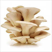 Oyester Mushroom