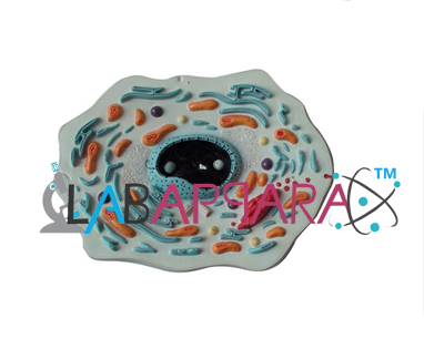 Animal Cell on Stand Labappara - Fiberglass Model, Detailed Nucleus, Mitochondria, Golgi Apparatus & More, Ideal for Laboratory & Medical Use