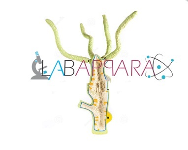 Model of Hydra Labappara