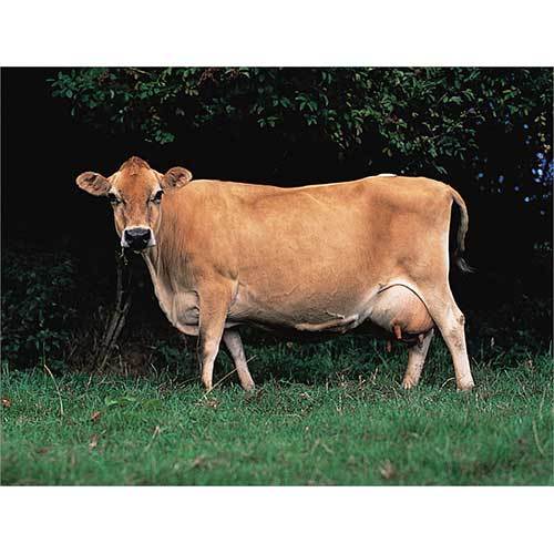 Jersey Breeds Cow