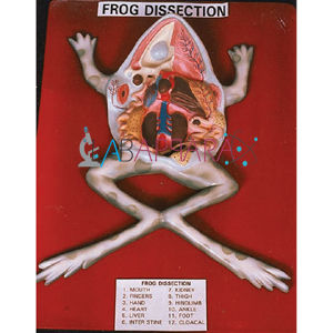 Model of Frog on Board Labappara - 16" x 24" Size, Fiberglass Material | Detailed Internal Structure for Laboratory and Medical Use