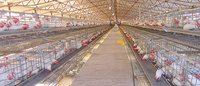 Grower Cage - Galvanized Steel Wire, Multi-tier Design | Integrated Feeding System, Automated Manure System, High Density, Better Ventilation, Easy Cleaning