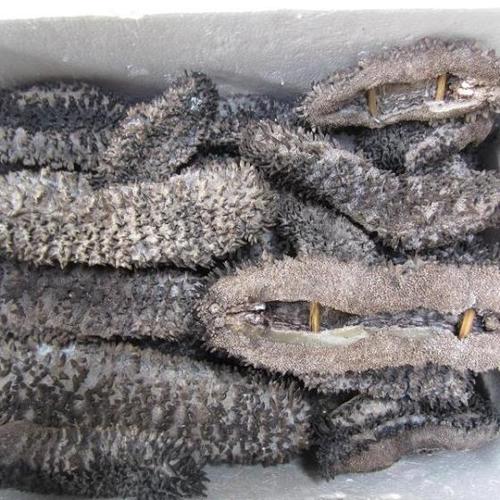 High Quality Dry Sea Cucumber