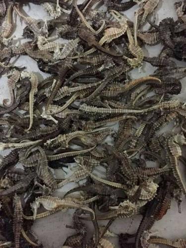 Dried Sea Cucumber and Sea Horse