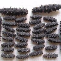 Top Quality Dried Wild Sea Cucumber Competitive Prices