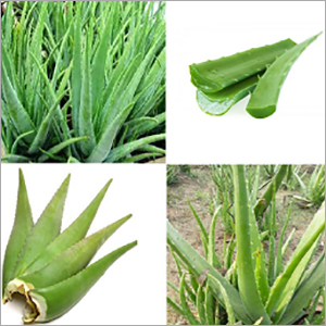 Aloe Vera Leaf