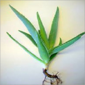 Aloe Vera Baby Plant