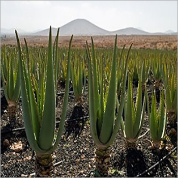 Natural Aloe Vera Plant