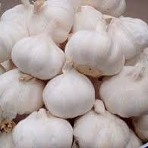 Garlic Bulb By KISSAN SONS IMPORT AND EXPORT