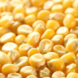 Organic Yellow Maize