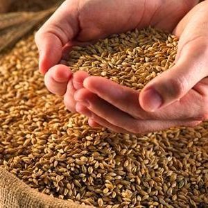 Indian Sharbati Wheat