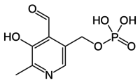 Vitamin b6 or  Pyridoxine