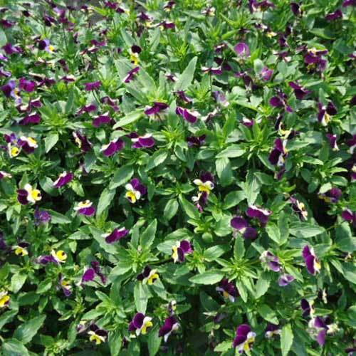 Common Viola Cornuta Miss Halen Mount Seeds