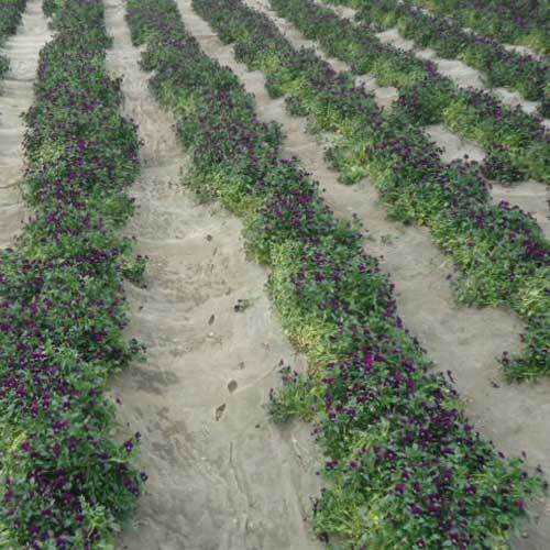 Common Viola Cornuta King Henry Violet Seeds