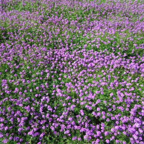 Common Verbena Tenuisecta Seeds