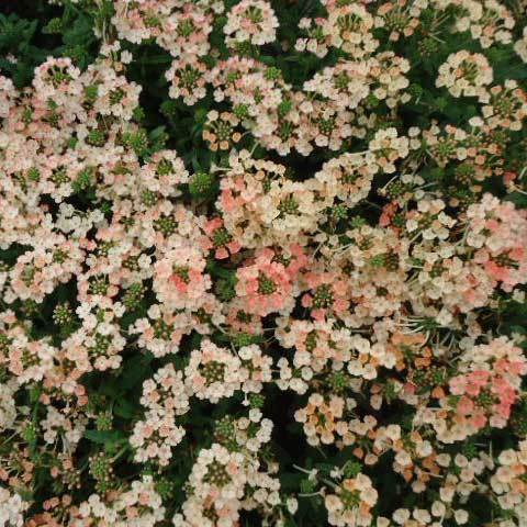 Common Verbena Hybrida Peaches & Cream Dwarf Seeds