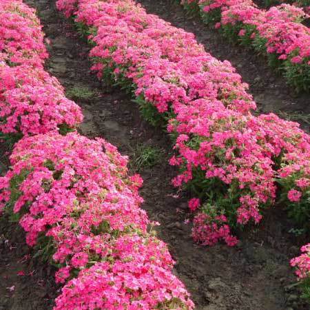 Common Verbena Hybrida Compacta Nana Rose Seeds