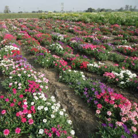Common Verbena Hybrida Compacta Nana Mixture Seeds