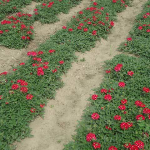 Verbena Hyberda Lufzer Red Seeds - Flower Seeds, 99% Purity, Common Cultivation Type, 1 Year Shelf Life | Online Payment Accepted