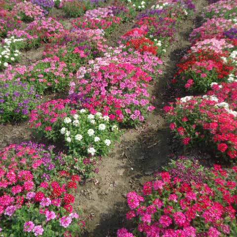 Verbena Grandiflora Hot Spot Mix Seeds - 99% Purity, Common Cultivation Type , Ideal for Colorful Flower Displays