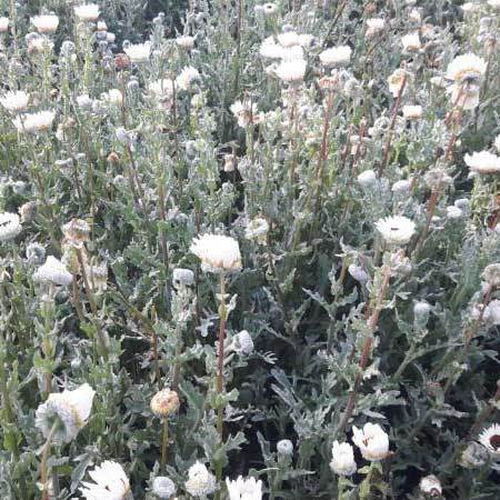 Venidium Fastuosum White Seeds - 99% Purity, Common Cultivation Type, 1 Day Shelf Life | Ideal Flower Seeds for Enthusiasts and Growers