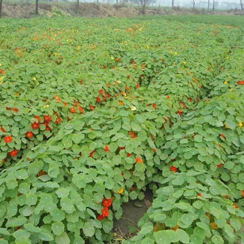 Tropaeolum Majus Nanum Whirlybird Mixed Seeds - Purity 99% | Cultivation Type: Common, Shelf Life: 1 Year, Type: Flower Seeds, Online Payment Accepted