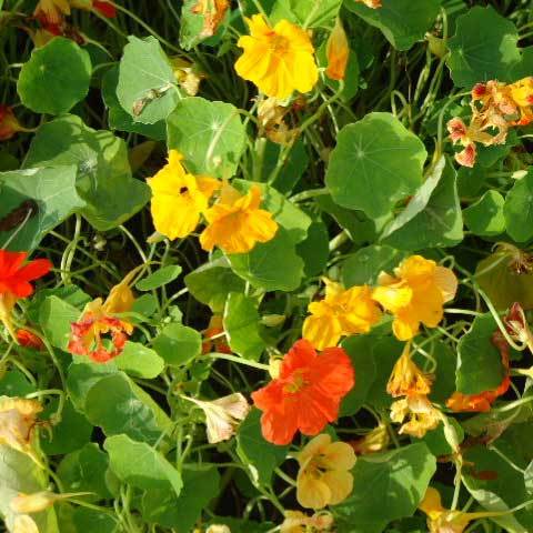 Tropaeolum Majus Geam Hybrids Mixed Seeds - 99% Purity, 1 Day Shelf Life - Common Cultivation Flower Seeds, Online Payment Accepted