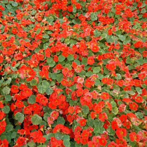 Common Tropaeolum Majus Nanum Alaska Red Seeds