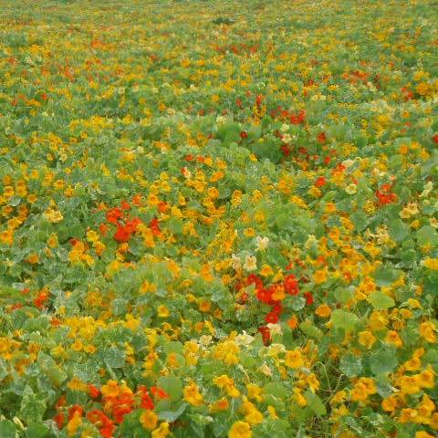 Tropaeolum Majus Nanum Alaska Mix Seeds - 99% Purity, 1 Year Shelf Life, Common Cultivation Type, Online Payment Accepted