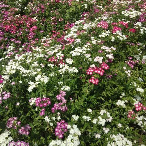 Common Phlox Drummondii Twinkle Mixed Seeds
