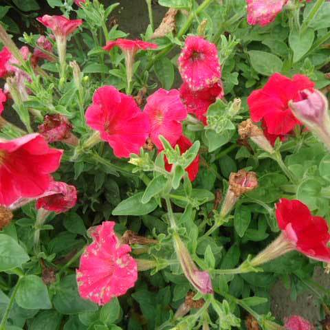 Common Petunia Hybrida Fire Chief Seeds