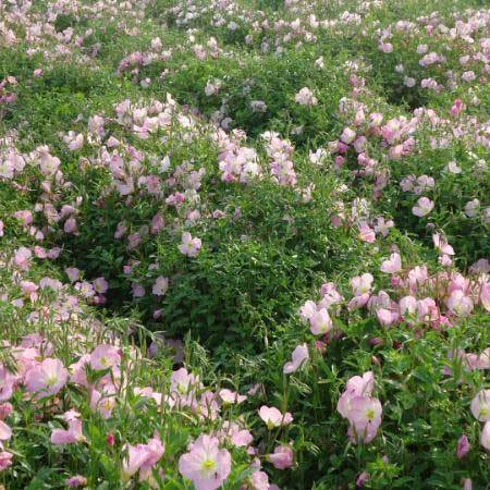 Oenothera Speciosa Rosea Rose Seeds - 99% Purity Common Cultivation Type 1-Year Shelf Life Online Payment Accepted