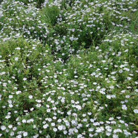Common Nemophila Maculata Five Spot Seeds At Price 40 Onwords Inr Pack In Sangrur Id C