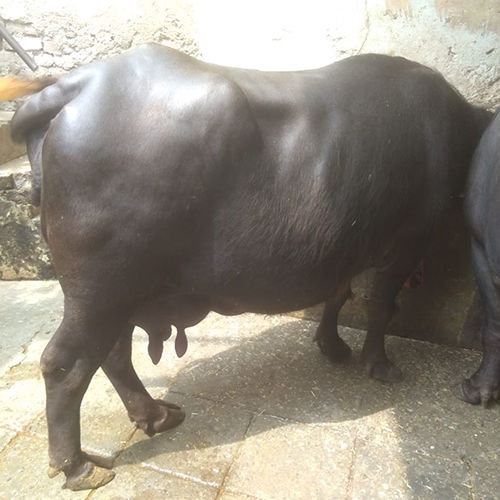 Murrah Indian Buffalo