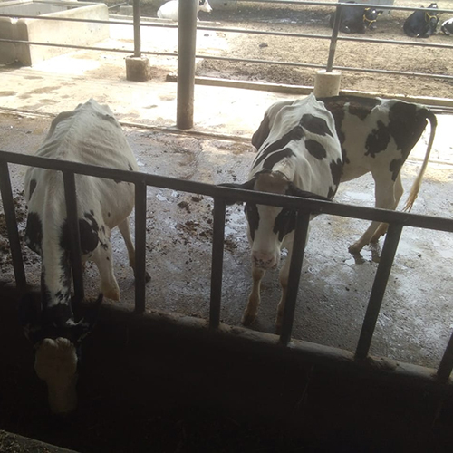 Pure Holstein Friesian Cow