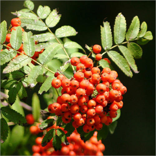 Myrica Nagi Kayphal Grade: Food